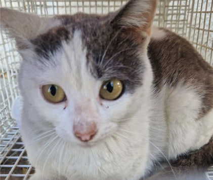 Female Neutering - 0130
