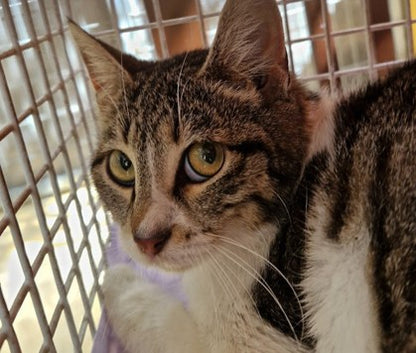 Female Neutering - 0131