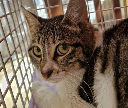 Female Neutering - 0131