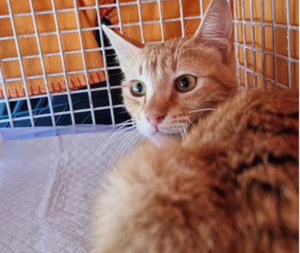 Female Neutering - 0132