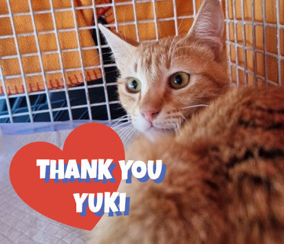 Female Neutering - MUGI