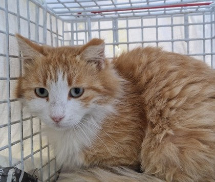 Female Neutering - 0133