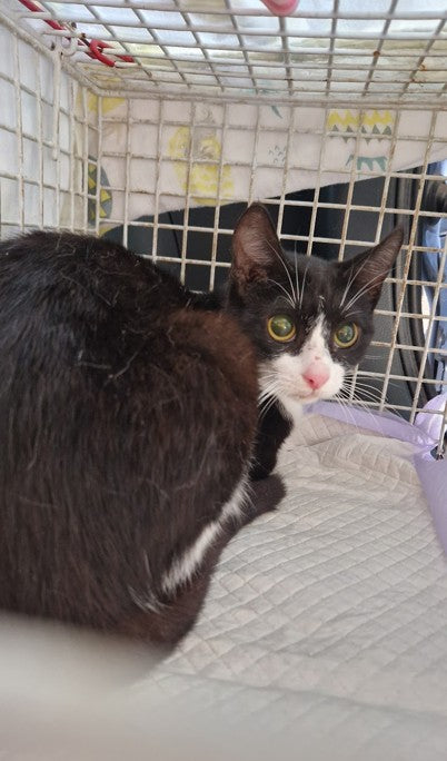 Female Neutering - 0134