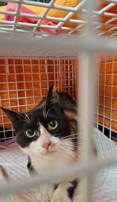 Female Neutering - 0135