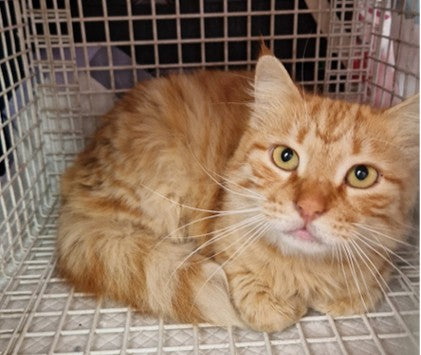 Male Neutering - 0136