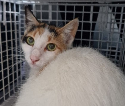 Female Neutering - 0137