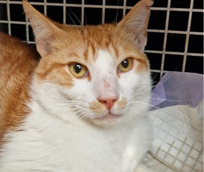 Female Neutering - 0138