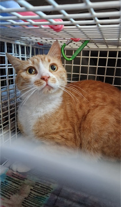 Female Neutering - 0112