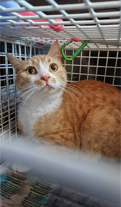 Female Neutering - 0112