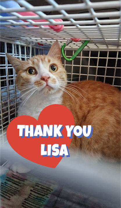 Female Neutering - AYLA