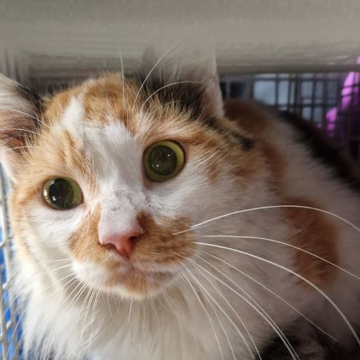 Female Neutering - 0081