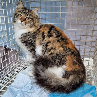 Female Neutering - 0082