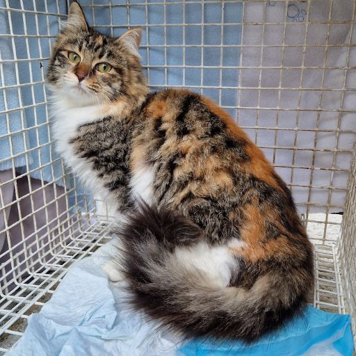 Female Neutering - 0082