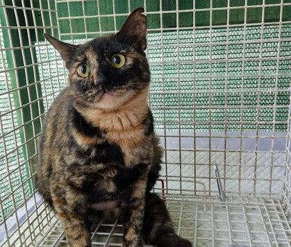 Female Neutering - 0139