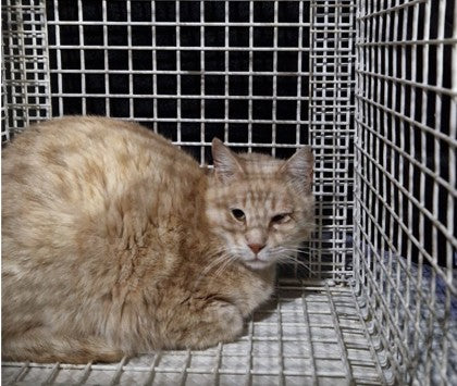 Female Neutering - 0140
