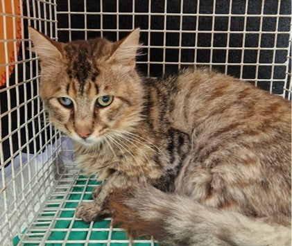 Female Neutering - 0141