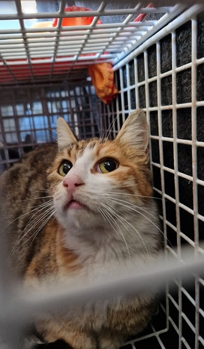 Female Neutering - 0113