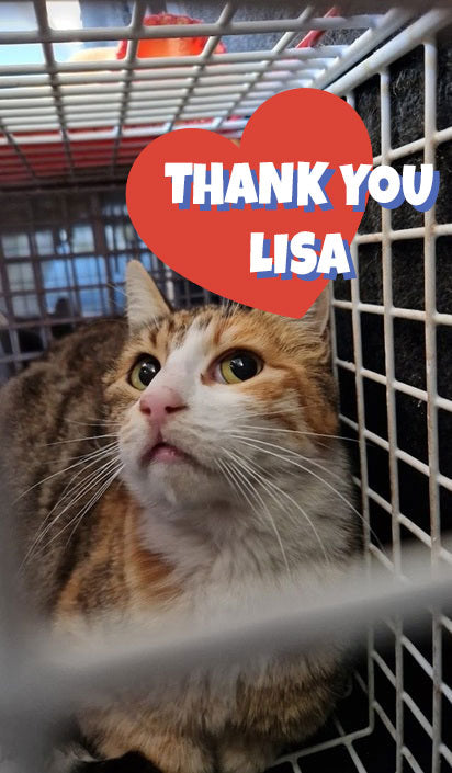 Female Neutering - VEYA