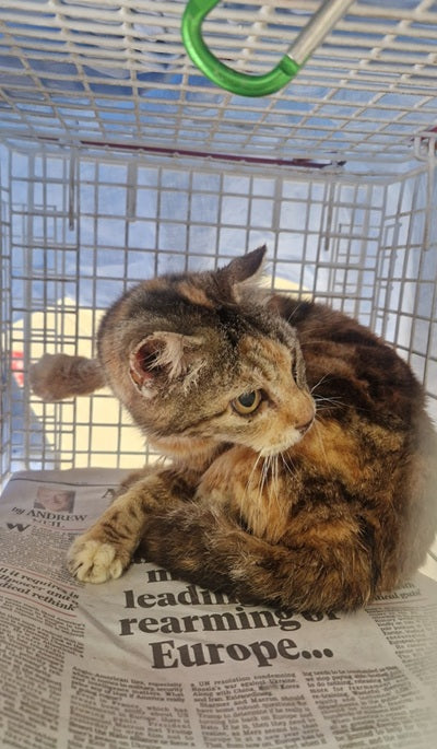 Female Neutering - 0114