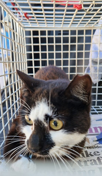 Female Neutering - 0115