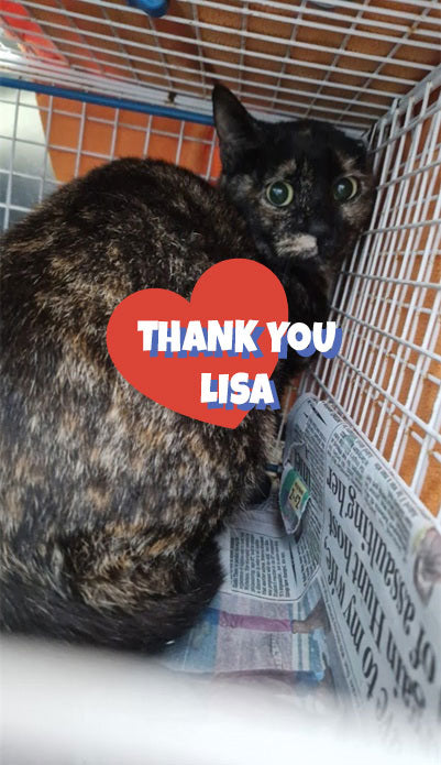 Female Neutering - MAYA