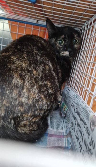 Female Neutering - 0116