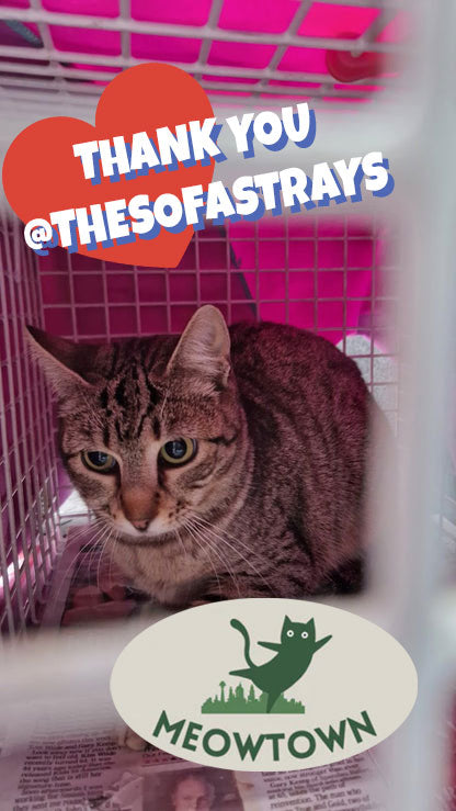 Female Neutering - 0093