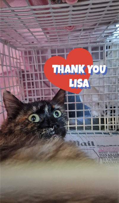 Female Neutering - FREYA