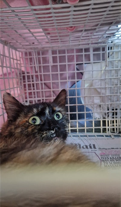 Female Neutering - 0117