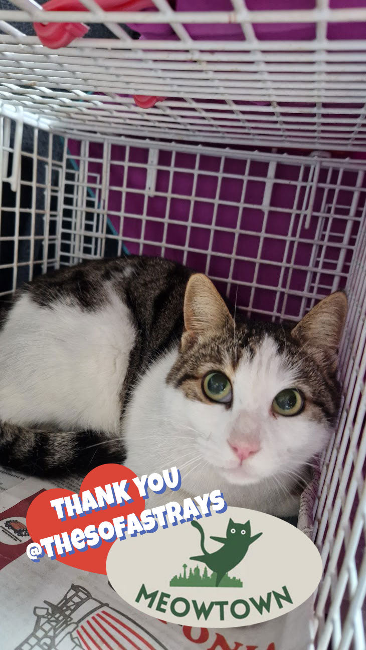 Female Neutering - 0100