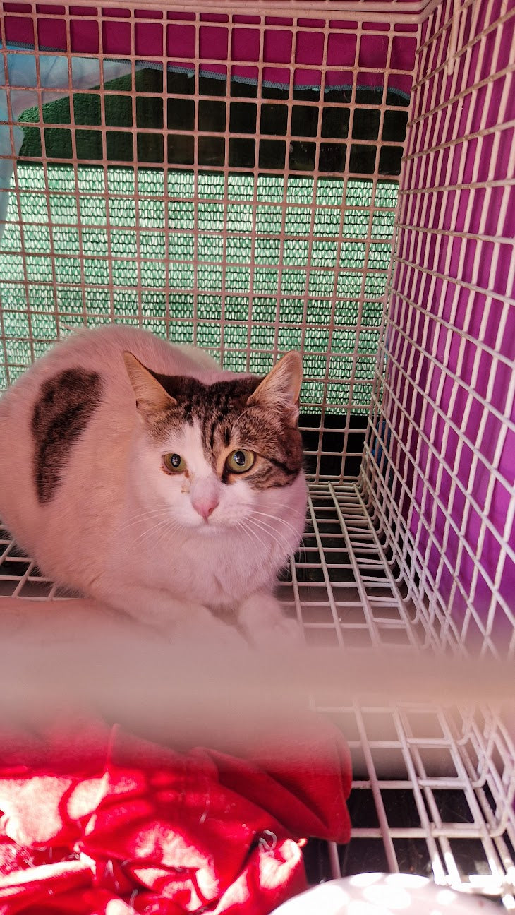 Female Neutering - 0101