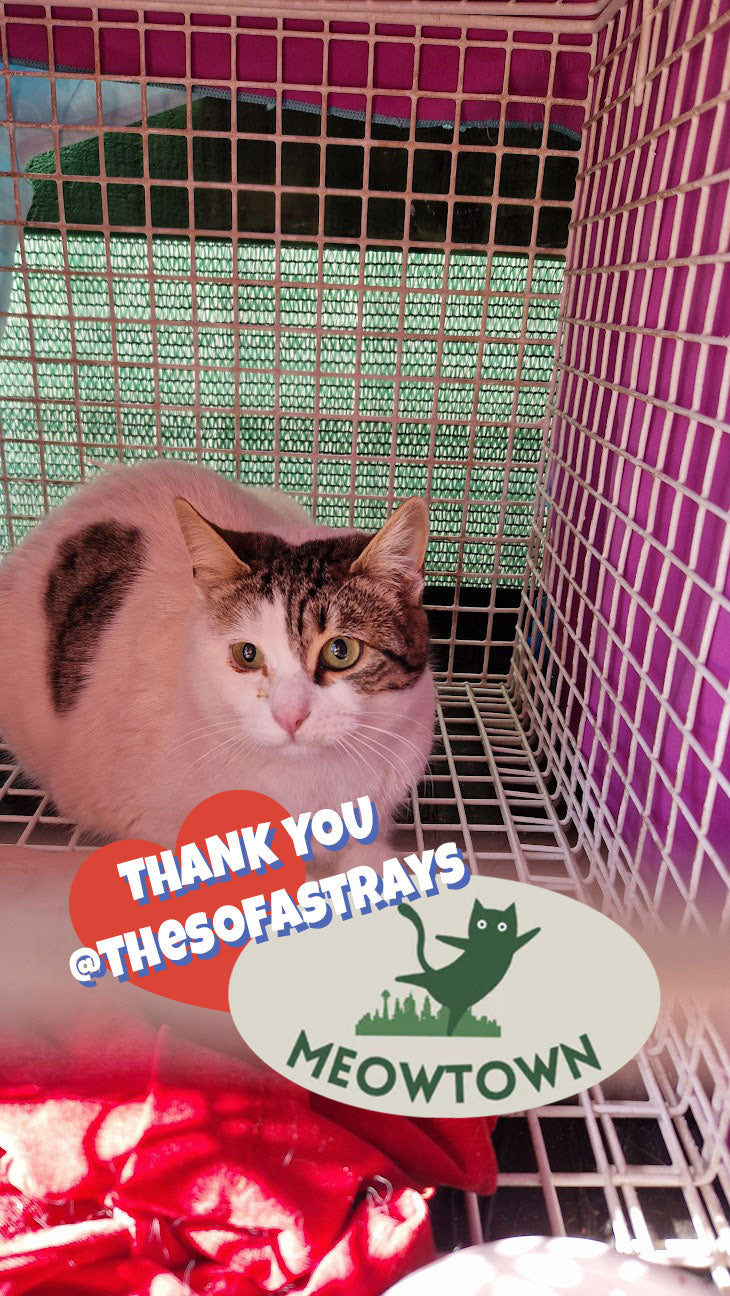 Female Neutering - 0101