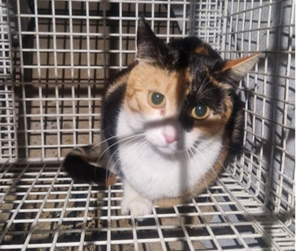 Female Neutering - 0118