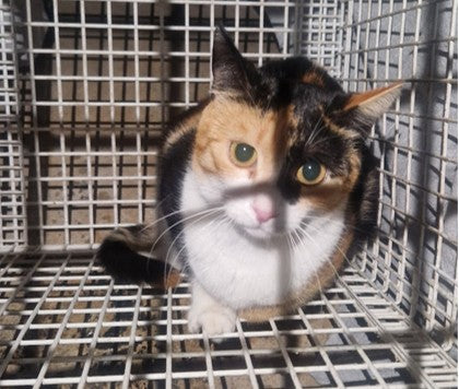 Female Neutering - 0118