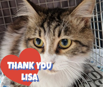 Female Neutering - NOLA