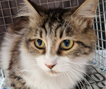 Female Neutering - 0119