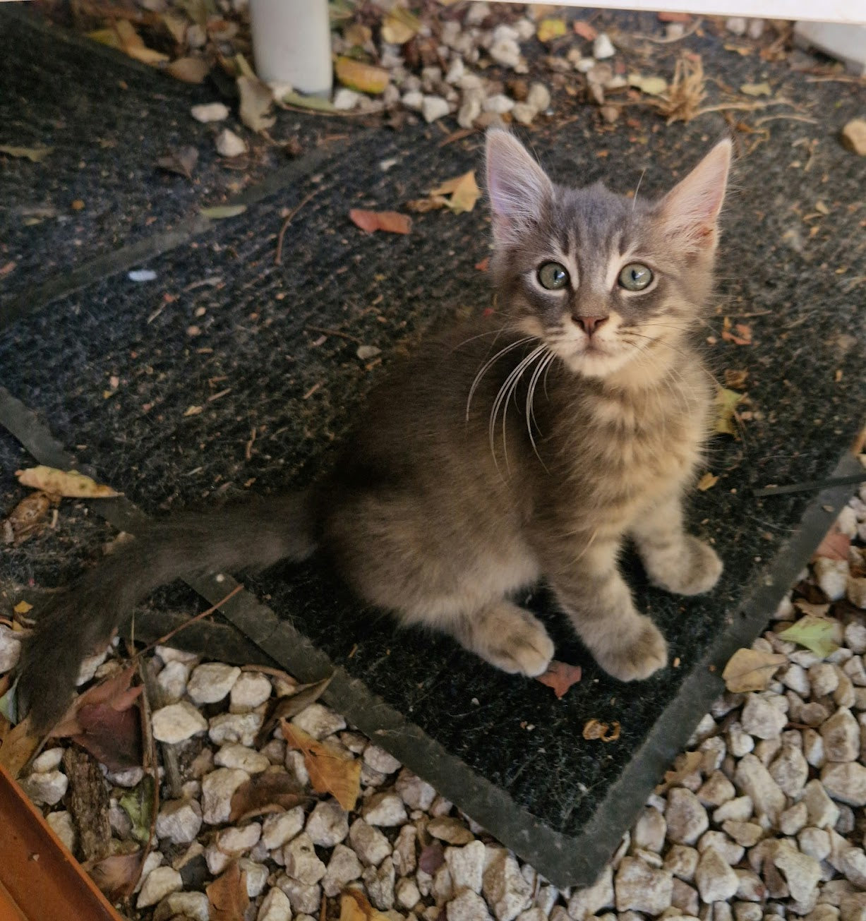 Kitten First Vaccination - TIMMY