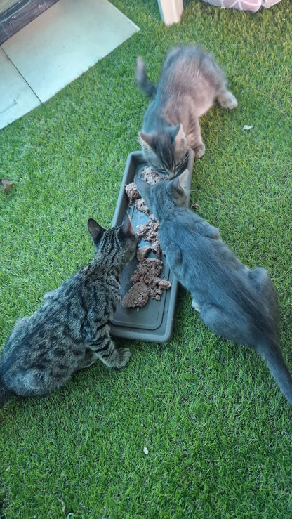 Kitten First Vaccination - SYLVESTER