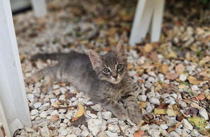 Kitten First Vaccination - TIMMY