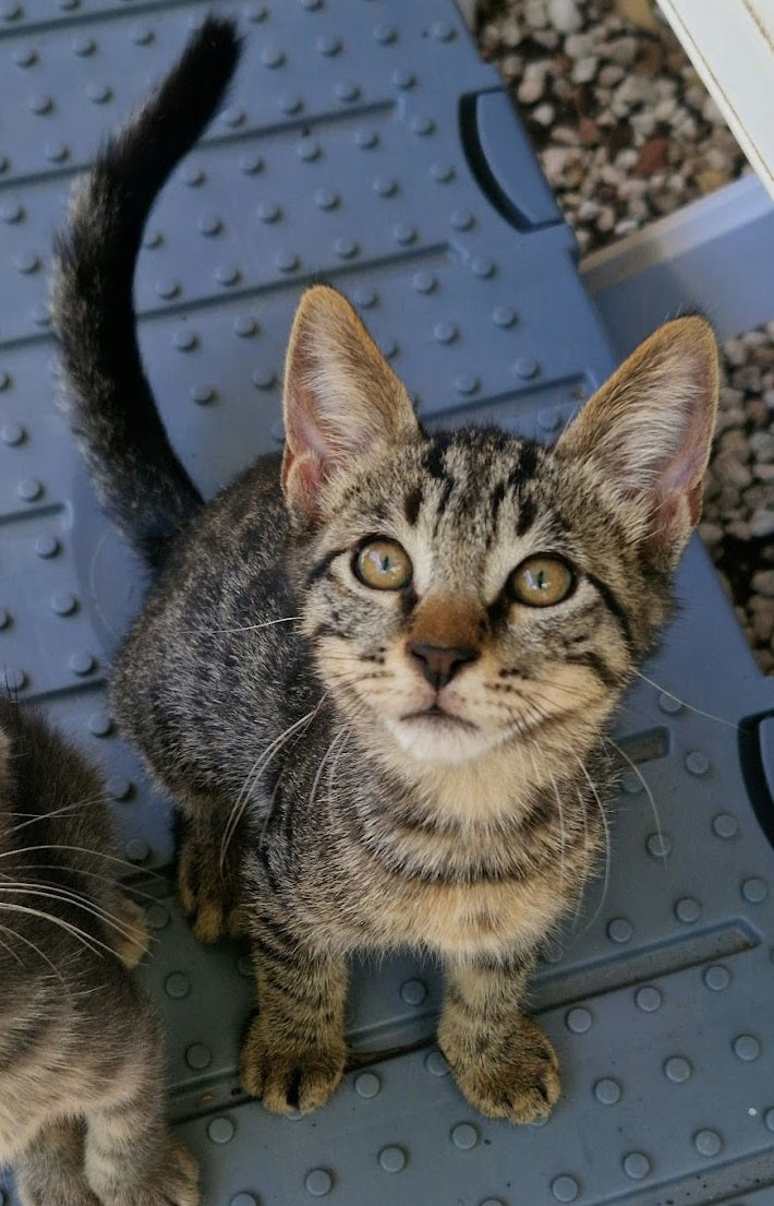 Kitten First Vaccination - TIGGY