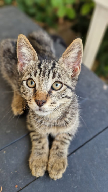 Kitten First Vaccination - TIGGY