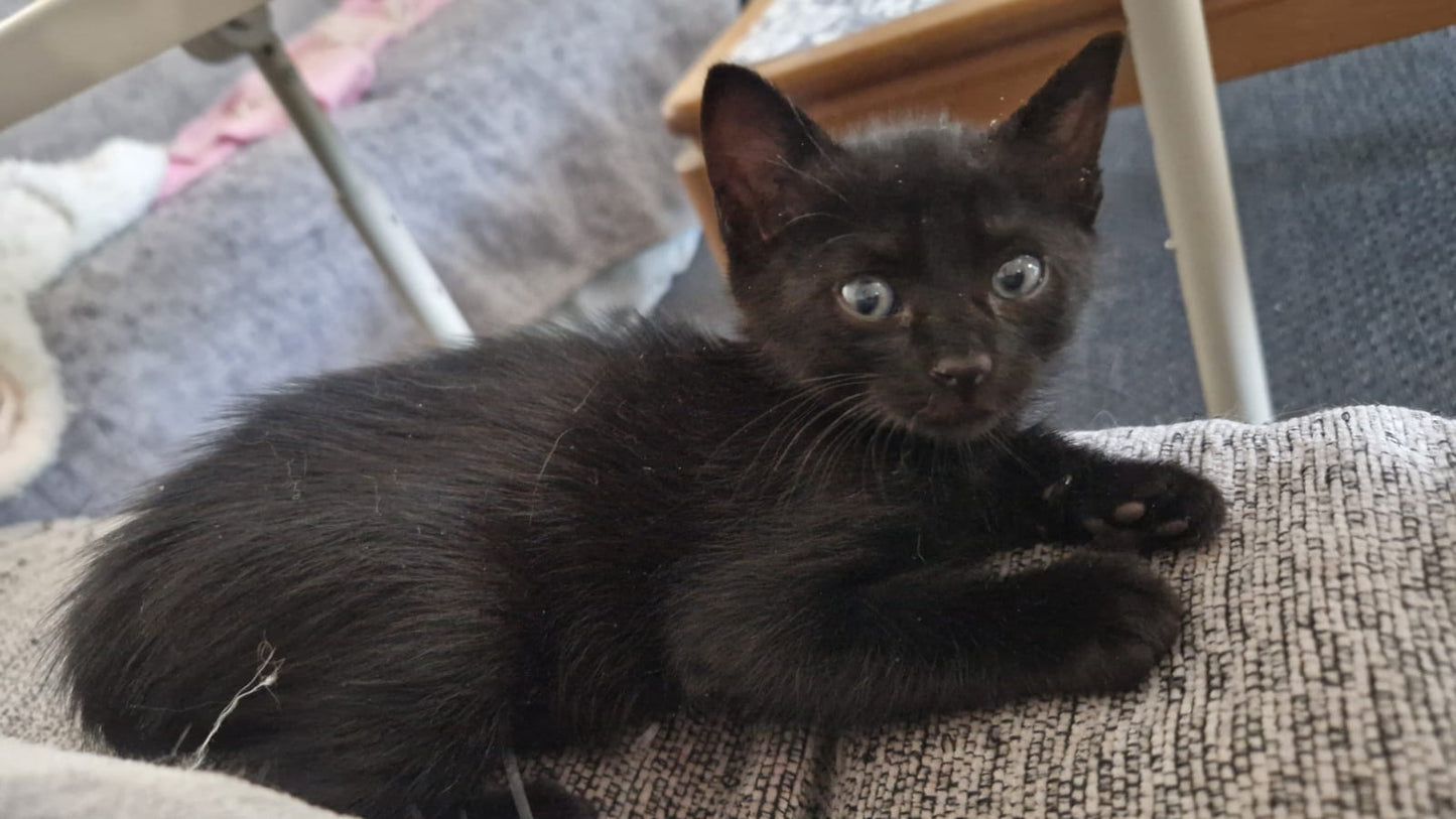 Kitten First Vaccination - SHADOW