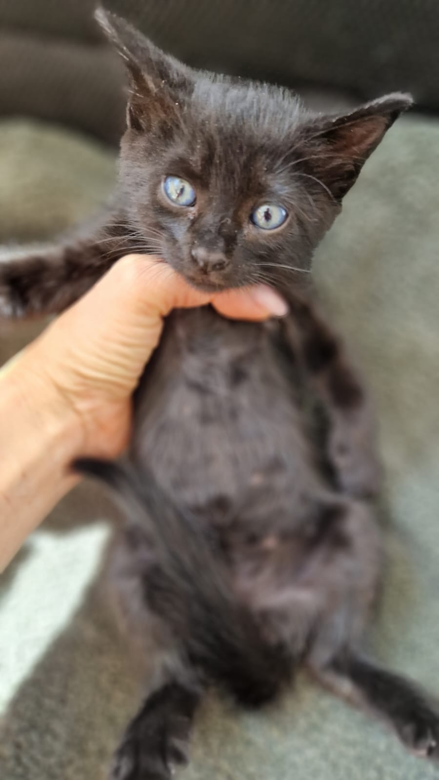 Kitten First Vaccination - SHADOW