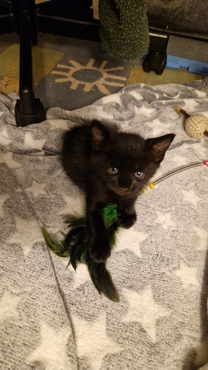 Kitten First Vaccination - SHADOW