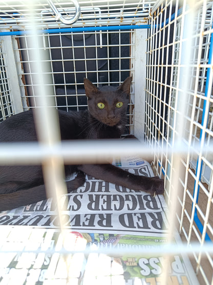 Female Neutering - BLACKIE