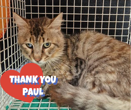 Female Neutering - ARYA