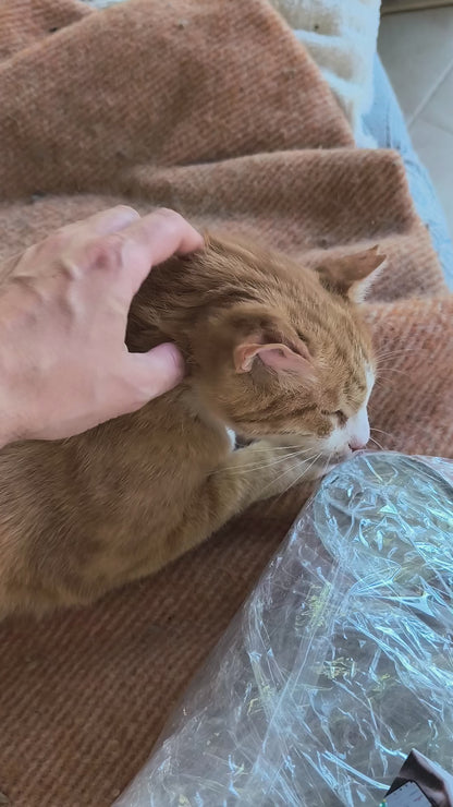 Veterinary Care - NACHO