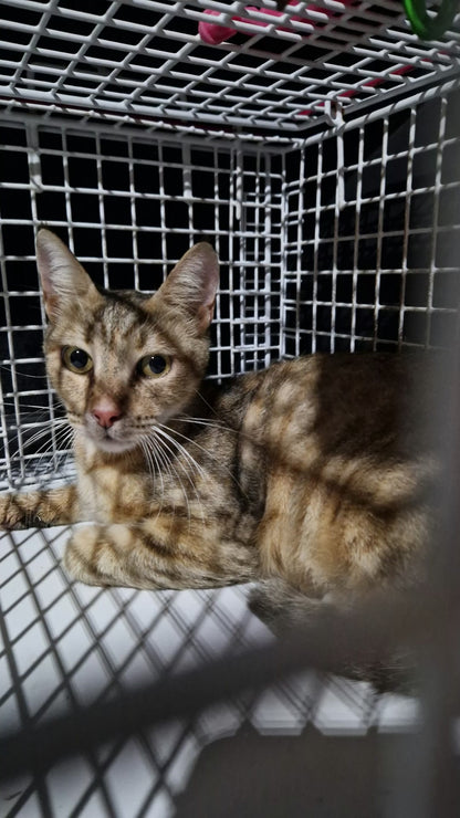 Female Neutering - CINNAMON